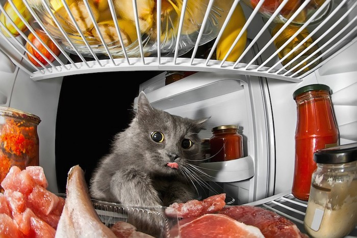 冷蔵庫の食材を狙う猫