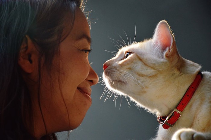 女性の顔に顔を近づけて匂いを嗅ぐ猫