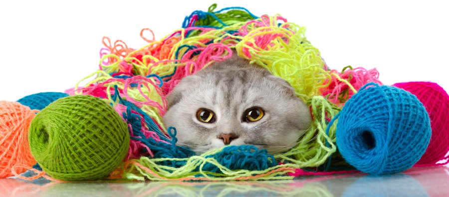 毛糸に包まれている猫