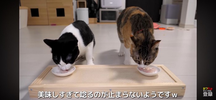 お刺身を食べる2匹の猫