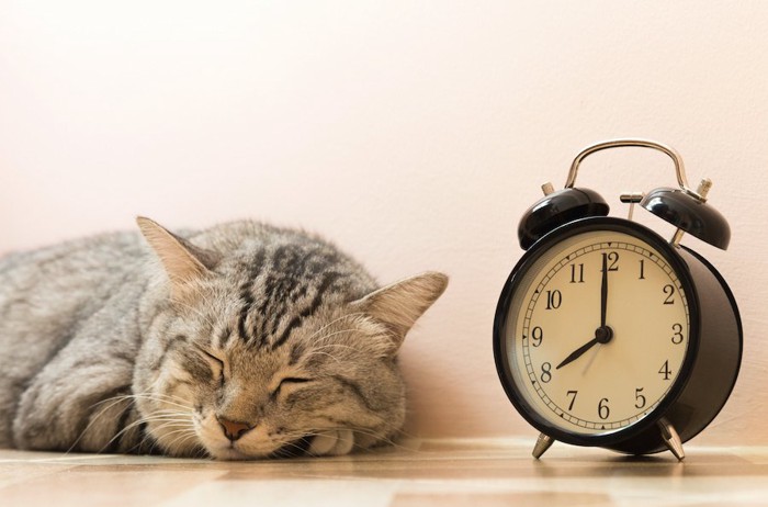 時計の隣で眠っている猫