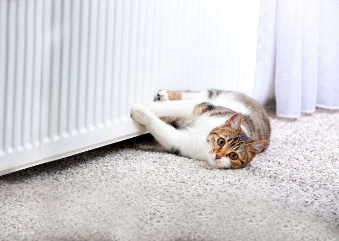 床と暖房にくっついている猫