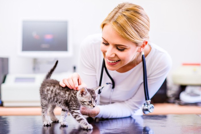 子猫と獣医