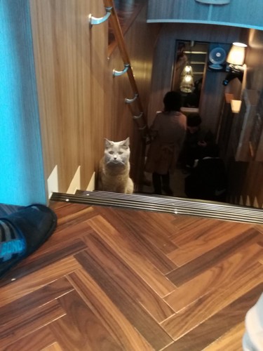 階段で遭遇した猫ちゃんの写真