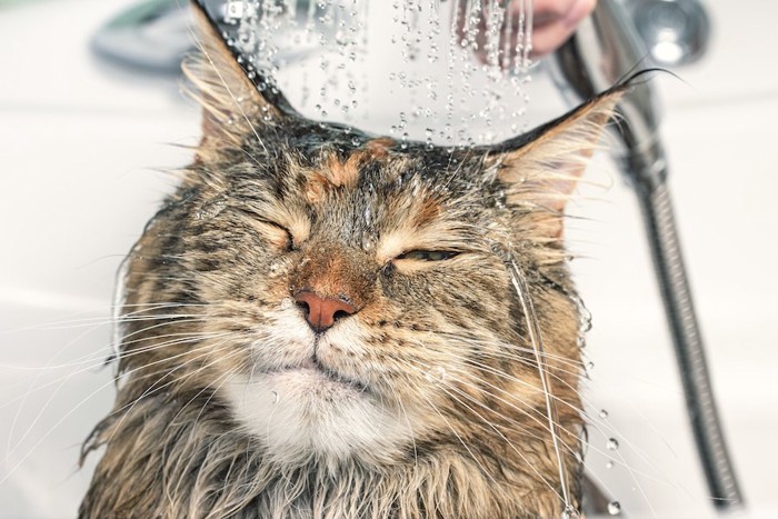 頭からシャワーを浴びている猫