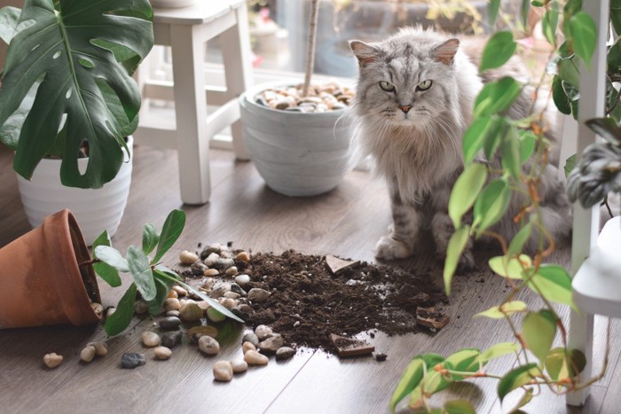 鉢植えを倒す猫