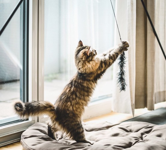 窓際のおもちゃで遊ぶ猫