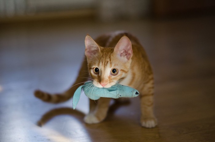 猫とおもちゃ