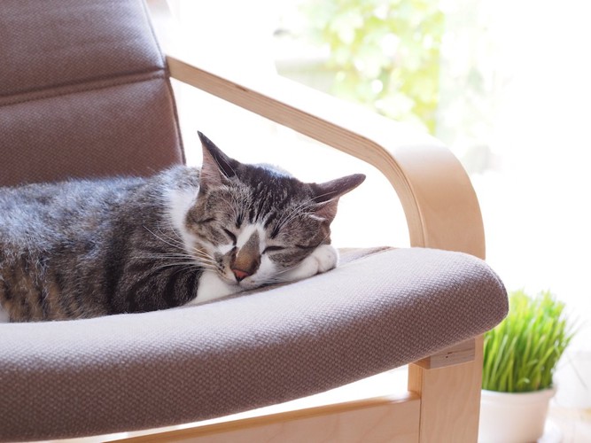 椅子の上で気持ちよさそうに眠る猫