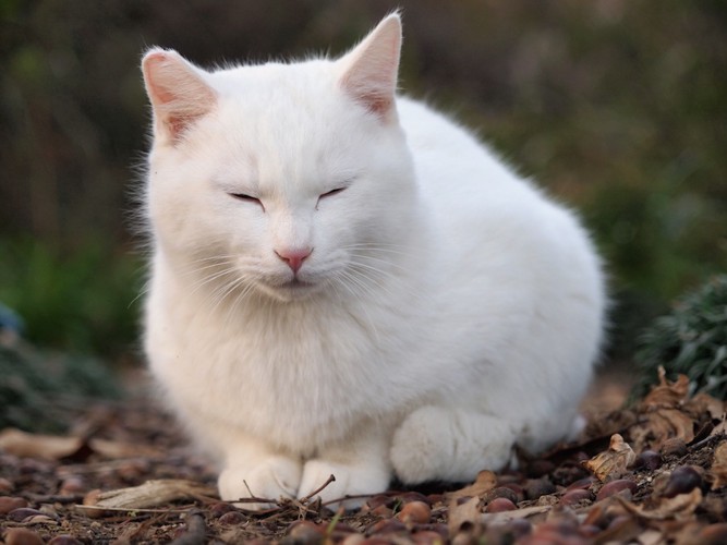 落ち葉の上で目を閉じた白猫