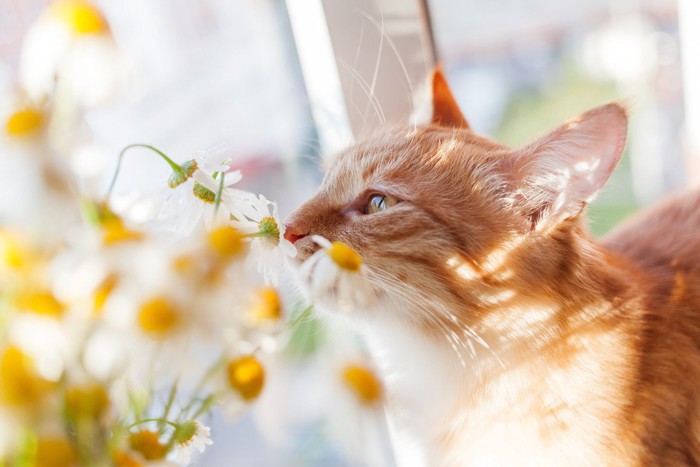 花を嗅ぐ猫