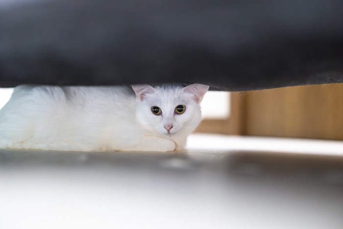 ソファの下に隠れる猫