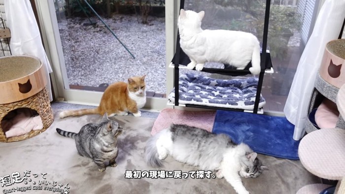 窓の前に集まる猫たち