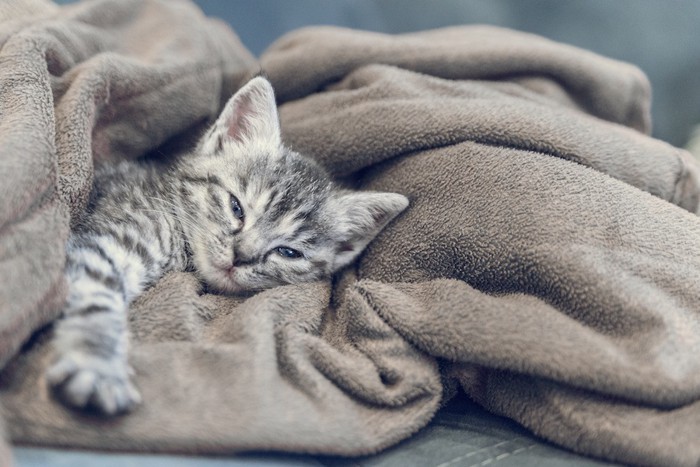 毛布をフミフミする子猫