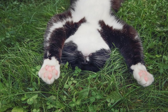 草の上で万歳の格好で寝ている猫