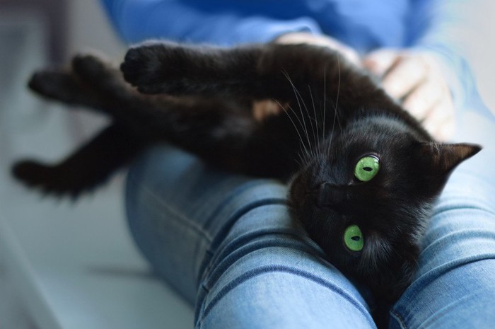 お膝の上が大好きな黒猫