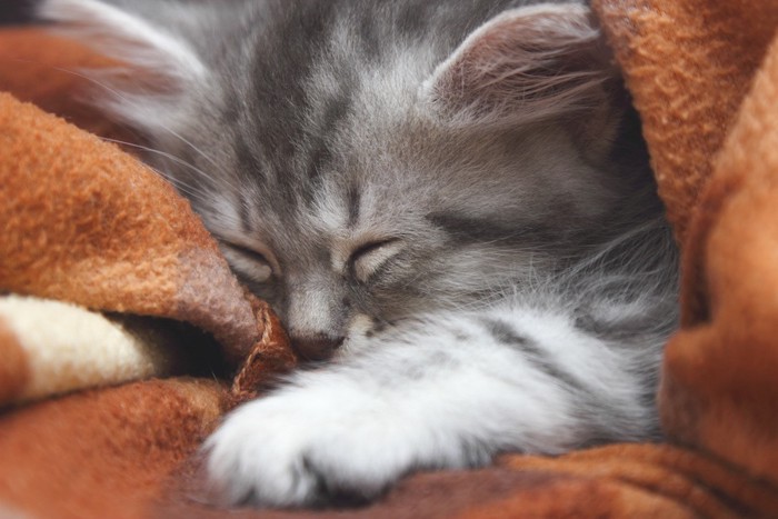 毛布にふみふみしながら眠る猫