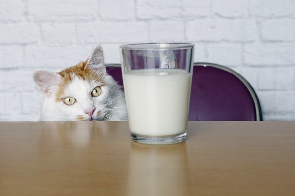 牛乳の入ったグラスを見つめる猫