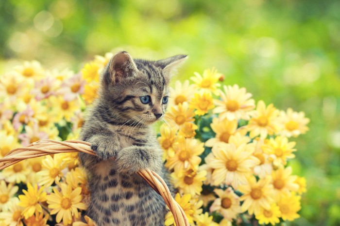 黄色い花と子猫