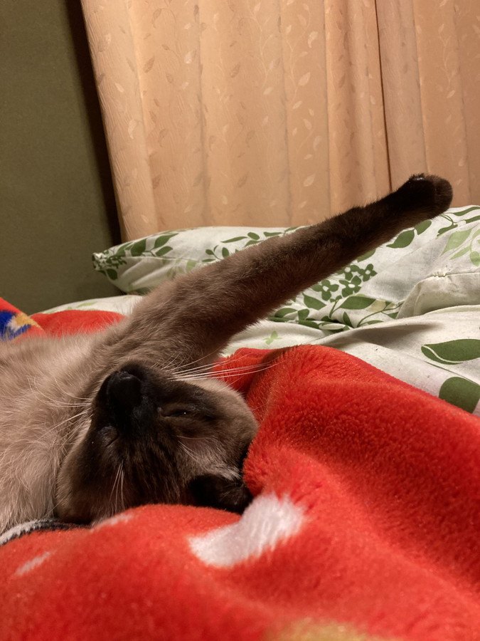 毛布の上で仰向けになる猫