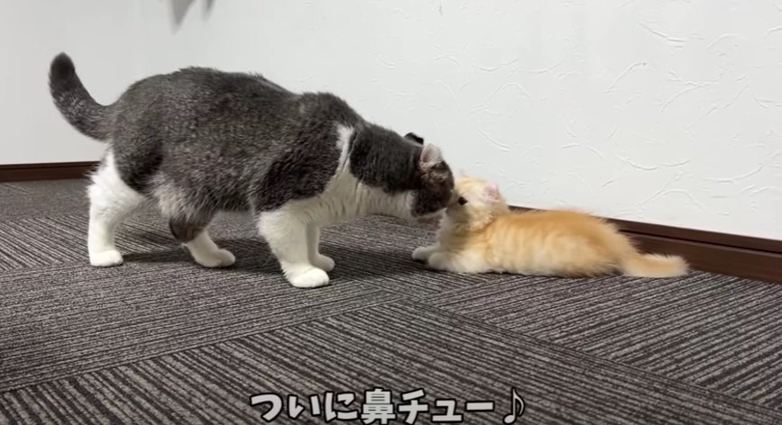鼻チューする猫たち