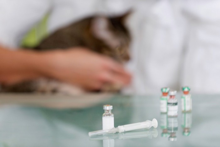 注射器と薬の容器と奥にいる猫