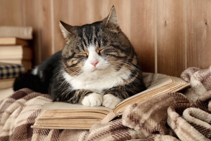 広げた本の上で眠る猫