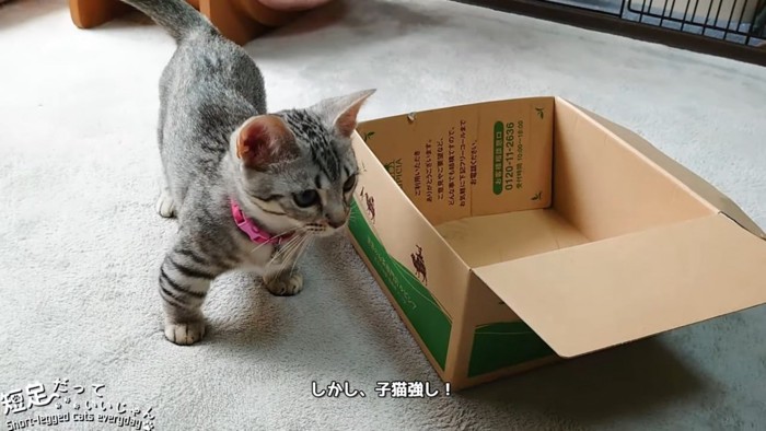 箱の横に立つ子猫