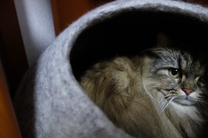 猫用ハウスに隠れる猫