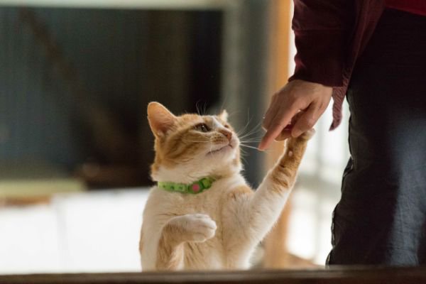 人間の手に触る猫