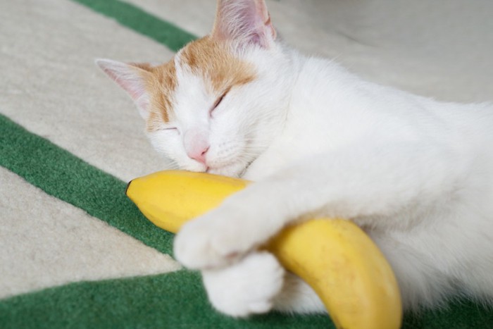 バナナと猫