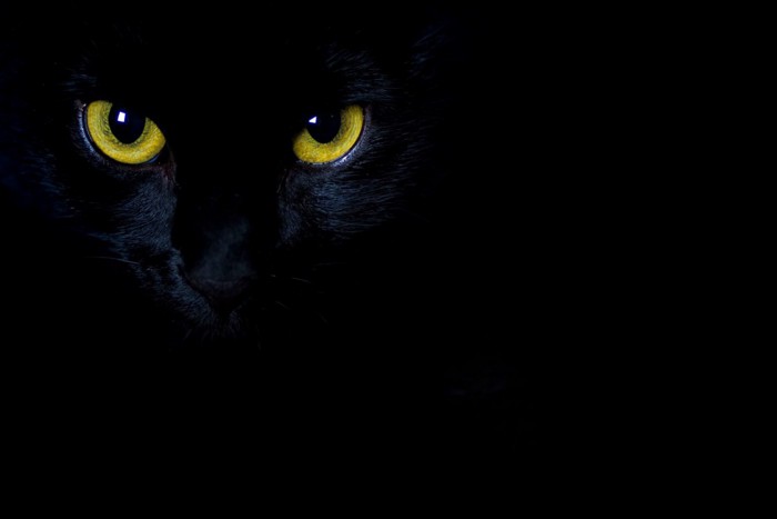 暗闇の猫