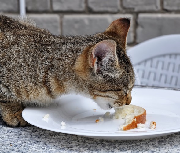 パンを食べる猫