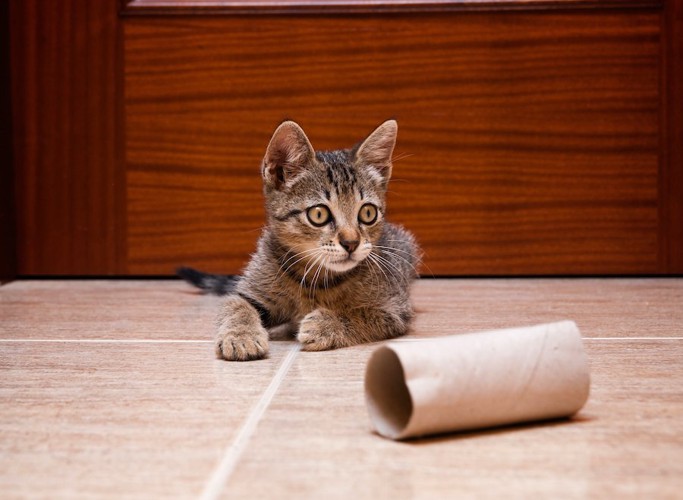 トイレットペーパーの芯で遊ぶ子猫