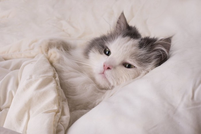 ふかふかのベッドで布団をかけて眠る猫