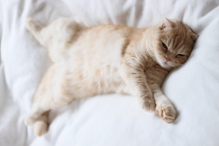仰向けで寝る茶トラの猫