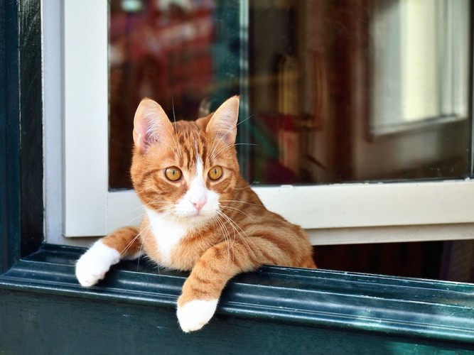 開いている窓から身を乗り出す猫