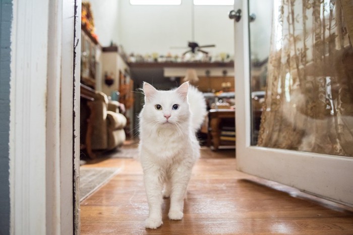 出入口に立つ白い猫