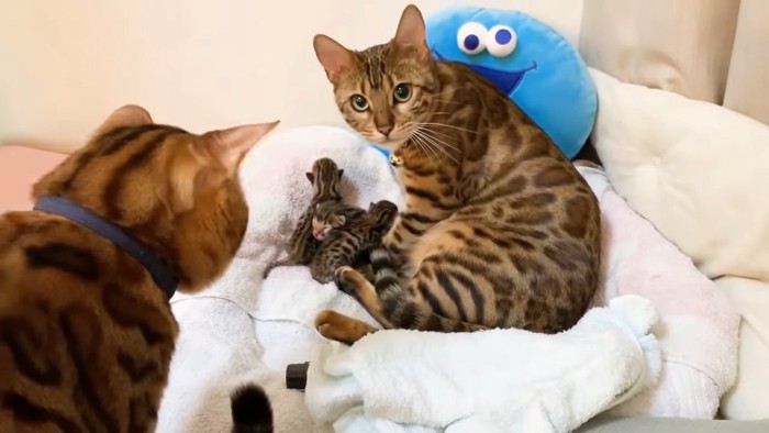 子猫と母猫を見る父猫の後ろ姿