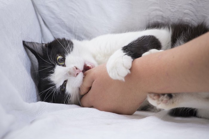 寝転んで飼い主の手を噛む猫
