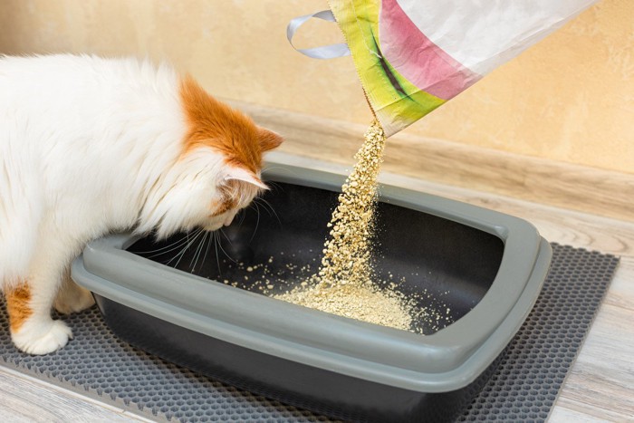 猫砂の交換を見つめる猫