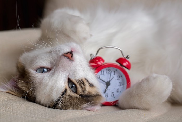 ベッドで時計を抱えて寝る猫