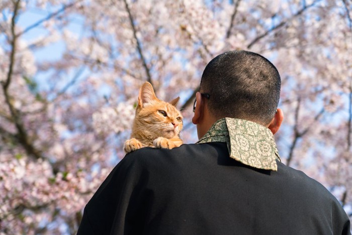 寺の住職に抱かれている猫
