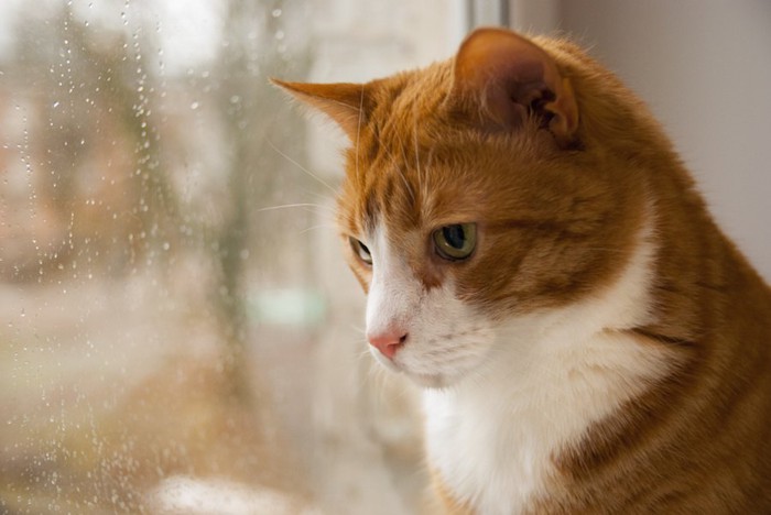 窓の外を寂しげに見つめる猫