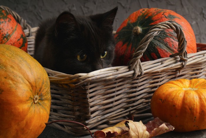 籠の中のかぼちゃと黒猫