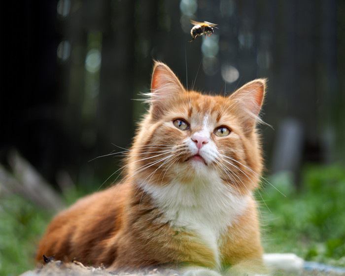 蜂のコスプレをしている猫