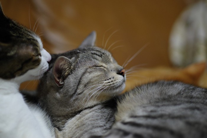 目を閉じる2匹の猫