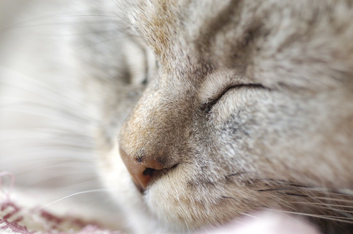 目を瞑る猫の顔アップ