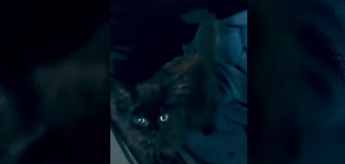 暗い背景に目だけ目立つ黒猫