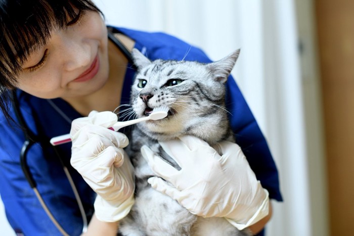 猫の歯磨きをする動物看護師